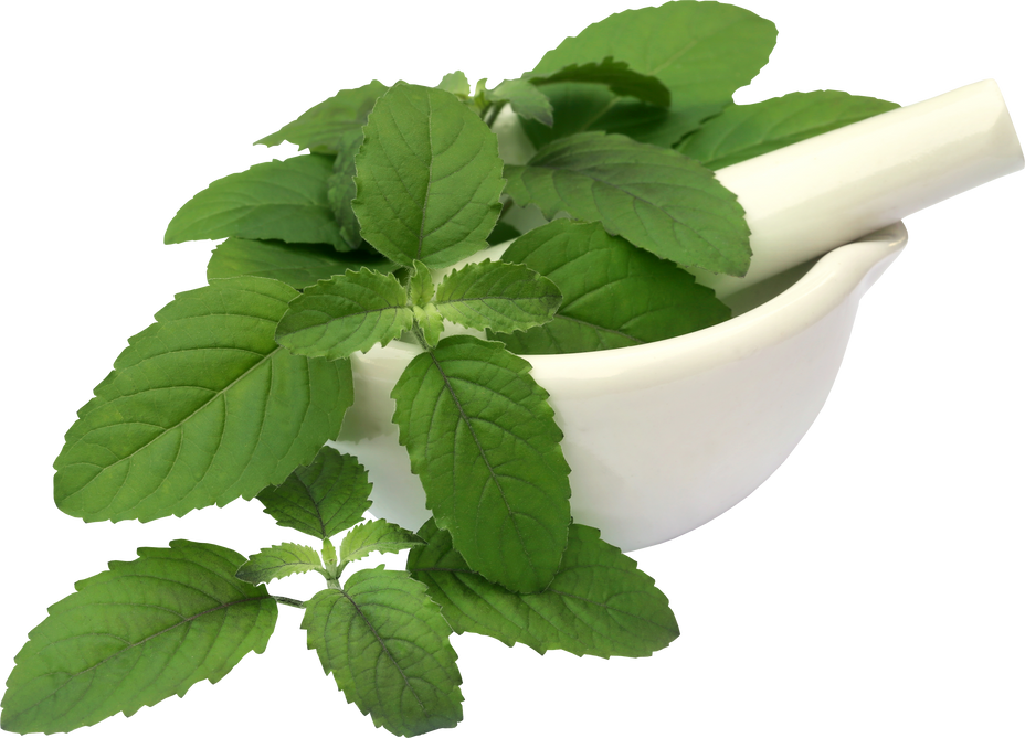 Medicinal Holy Basil or Tulsi Leaves